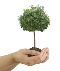 Wall Mural - tree in hands