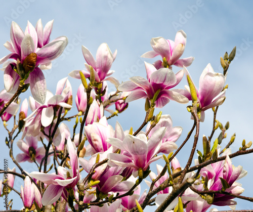 Board z aluminiowym obramowaniem Magnolia: kwitną wiosną