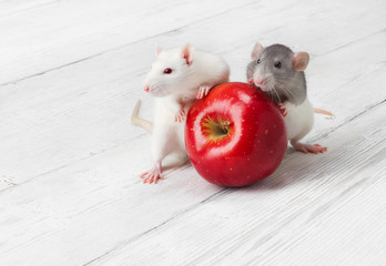 Wall Mural - white rats with red apple