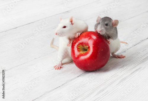 Naklejka - mata magnetyczna na lodówkę white rats with red apple