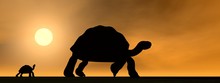 Galapagos Tortoises Mum And Child - 3D Render