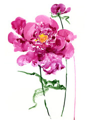 Wall Mural - watercolor peony