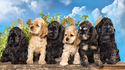 Fototapete - family american Cocker Spaniel dogs