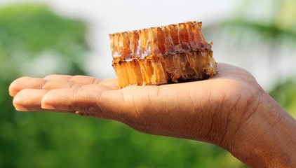 Poster - hand holding a honey comb