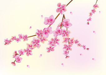 Canvas Print - sakura . postcard . menu.