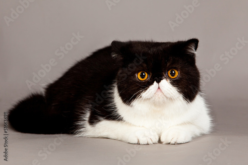 Exotic Shorthair Cat Persian Cat On Grey Background Buy This