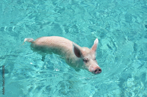 Naklejka samoprzylepna Słynne pływackie świnie z cuma exuma, bahamy