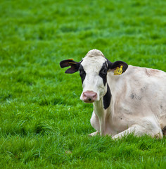 cows on meadow