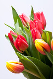 Fototapeta Tulipany - Spring bouquet of tulips 