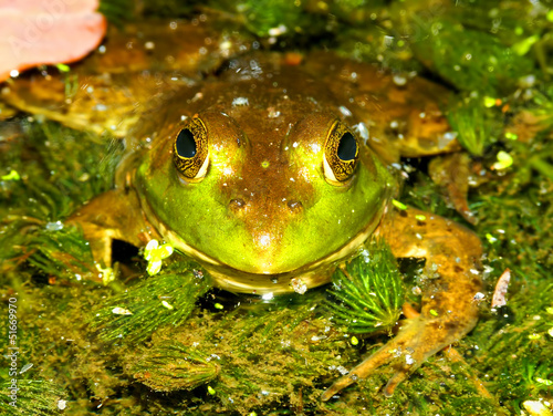 Obraz na płótnie canvas Bullfrog (rana catesbeiana) wisconsin