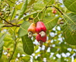 Cashew nuts growing on a tree This extraordinary nut grows outsi