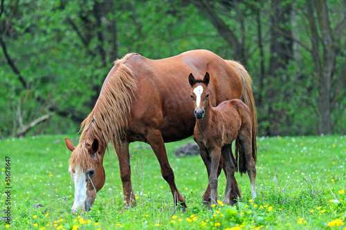 Obraz w ramie Horse