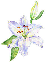Watercolor White Lily