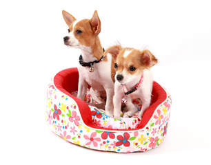 Chihuahua dog standing in bed