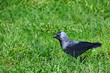 angry crow