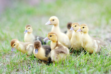 Portrait Of Beautiful Fluffy Ducklings