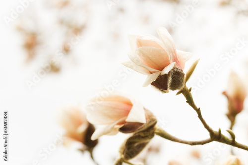 Board z aluminiowym obramowaniem Kwitnąca magnolia