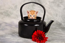 Kitten In Black Kettle