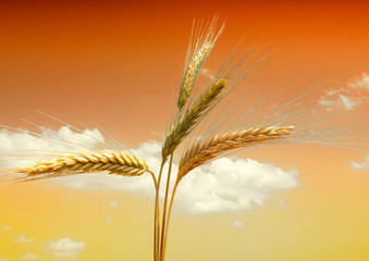 Wall Mural - wheat field