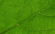 © photolink - leaf texture