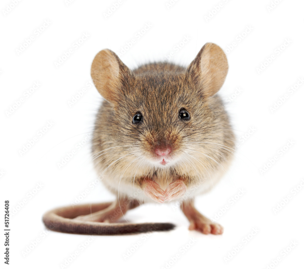 House mouse standing (Mus musculus) - obrazy, fototapety, plakaty 
