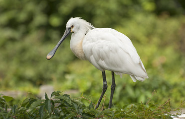 Eurasian spoonbill