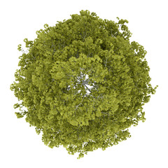 Wall Mural - top view of birch tree isolated on white background