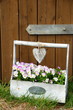 Grußkarte - Frühling Blumen - Stiefmütterchen im Holzkorb