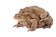 Common toad or european toad (Bufo bufo). Amplexus