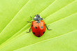 canvas print picture ladybug on leaf