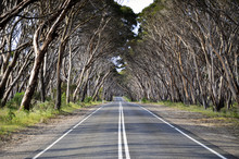 Tree Lined Road On Kangaroo Island, South Australia