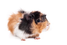 Guinea Pig Isolated On White Background