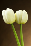 Fototapeta Tulipany - Białe tulipany