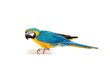 Blue and Yellow Macaw (Ara Ararauna) on white