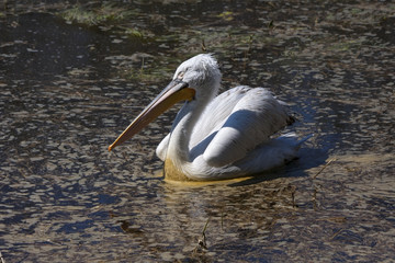 Wall Mural - Dalmatian pelican (Pelecanus crispus) swimming