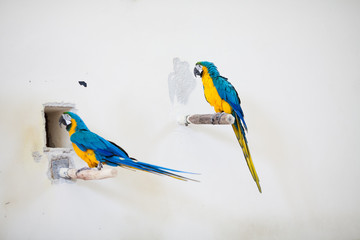 parrot in zoo