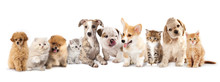 Group Of Puppies фтв Kitten Of Different Breeds, Cat And Dog