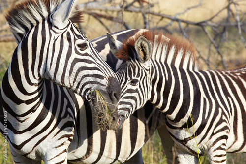 Board z aluminiowym obramowaniem Zebra