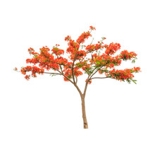 Royal Poinciana Or Flamboyant Tree (Delonix Regia)