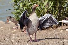Greylag Goose (Anser Anser Domesticus) Wings Opened