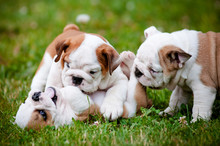 English Bulldog Puppies Playing Together