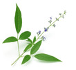 Vitex Negundo or Medicinal Nishinda leaves with flowers