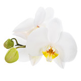 Fototapeta Desenie - White Orchid on white background