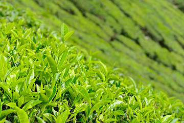 Fotomurales - tea leaf