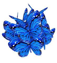 Wall Mural - Blue butterflies isolated on white background