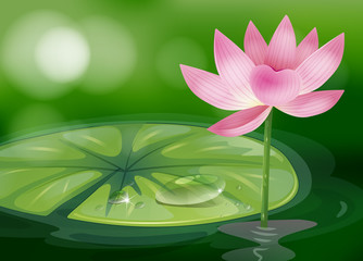 Wall Mural - A pink flower at the pond