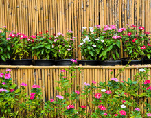 Catharanthus Roseus In Pots With Bamboo Background