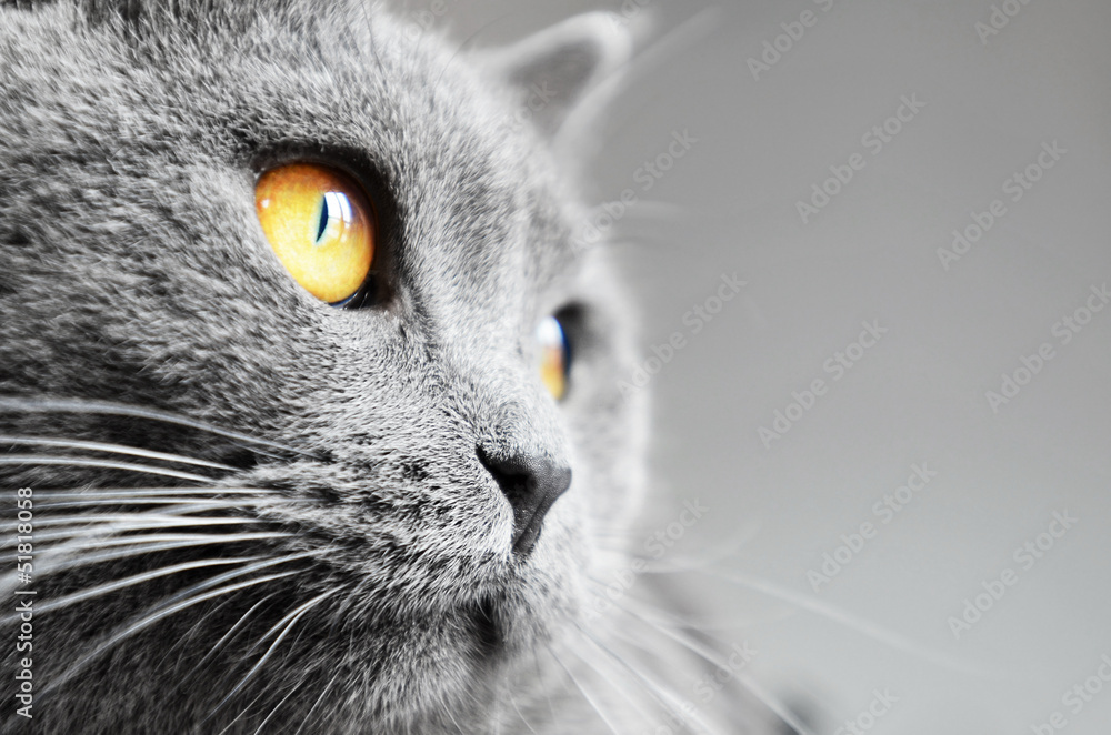 British shorthair cat detail (British Blue cat) - obrazy, fototapety, plakaty 