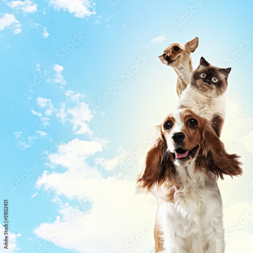 Plakat na zamówienie Three home pets