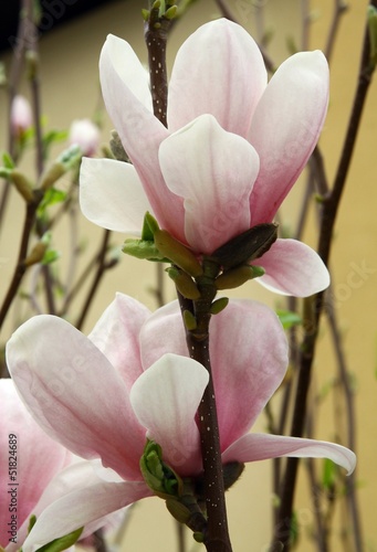 Board z aluminiowym obramowaniem Różowe kwiaty magnolii